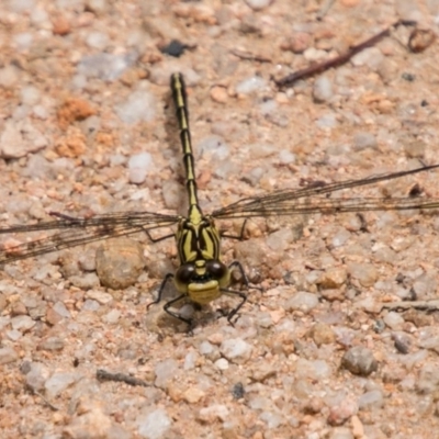 Austrogomphus guerini (Yellow-striped Hunter) at Paddys River, ACT - 25 Nov 2018 by SWishart