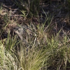 Nassella trichotoma (Serrated Tussock) at Illilanga & Baroona - 1 Dec 2018 by Illilanga