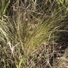 Nassella trichotoma at Michelago, NSW - 1 Dec 2018