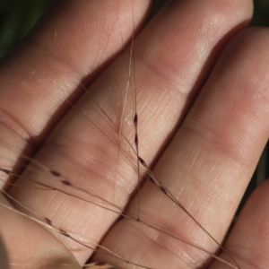 Nassella trichotoma at Michelago, NSW - 1 Dec 2018