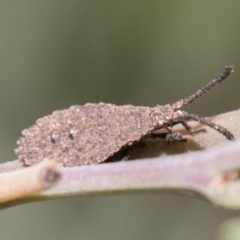 Agriopocoris sp. (genus) (Coreid bug) at Tidbinbilla Nature Reserve - 25 Nov 2018 by SWishart