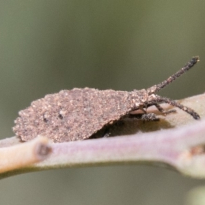 Agriopocoris sp. (genus) at Paddys River, ACT - 25 Nov 2018 01:18 PM