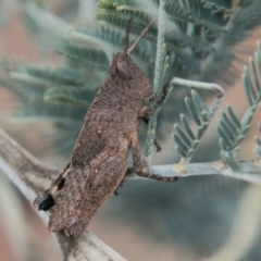 Goniaea opomaloides (Mimetic Gumleaf Grasshopper) at Paddys River, ACT - 25 Nov 2018 by SWishart