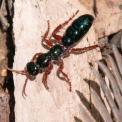 Diamma bicolor (Blue ant, Bluebottle ant) at Tidbinbilla Nature Reserve - 25 Nov 2018 by SWishart