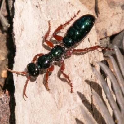 Diamma bicolor (Blue ant, Bluebottle ant) at Tidbinbilla Nature Reserve - 25 Nov 2018 by SWishart
