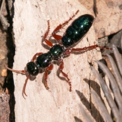 Diamma bicolor (Blue ant, Bluebottle ant) at Paddys River, ACT - 25 Nov 2018 by SWishart