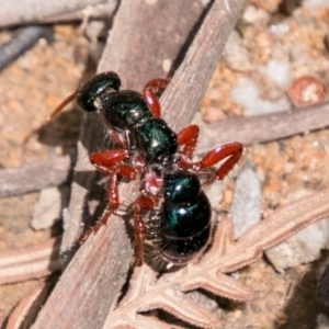 Diamma bicolor at Paddys River, ACT - 25 Nov 2018