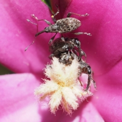 Meriphus fullo at Acton, ACT - 2 Dec 2018