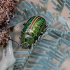 Calomela bartoni (Acacia Leaf Beetle) at Tidbinbilla Nature Reserve - 25 Nov 2018 by SWishart