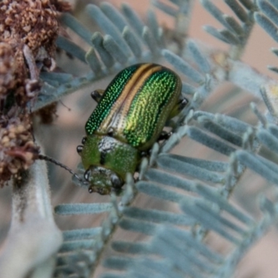 Calomela bartoni (Acacia Leaf Beetle) at Paddys River, ACT - 25 Nov 2018 by SWishart