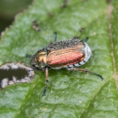 Diphucephala sp. (genus) (Green Scarab Beetle) at Paddys River, ACT - 25 Nov 2018 by SWishart
