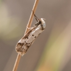 Philobota lysizona (A concealer moth) at Tidbinbilla Nature Reserve - 25 Nov 2018 by SWishart