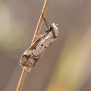 Philobota lysizona at Paddys River, ACT - 25 Nov 2018 02:24 PM