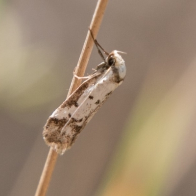 Philobota lysizona (A concealer moth) at Paddys River, ACT - 25 Nov 2018 by SWishart