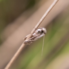 Philobota lysizona at Paddys River, ACT - 25 Nov 2018