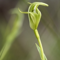 Pterostylis aneba (Small Mountain Greenhood) at Paddys River, ACT - 2 Dec 2018 by GlenRyan