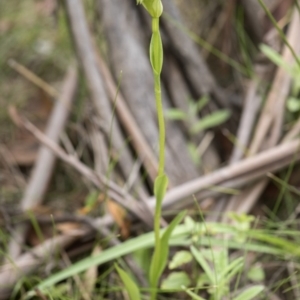 Pterostylis aneba at Paddys River, ACT - 2 Dec 2018