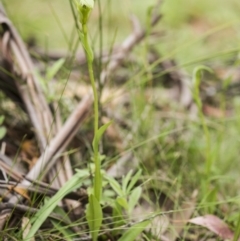 Pterostylis aneba at Paddys River, ACT - 2 Dec 2018