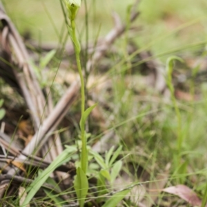 Pterostylis aneba at Paddys River, ACT - 2 Dec 2018