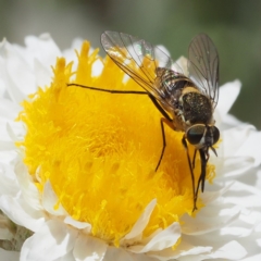 Australiphthiria hilaris (Slender Bee Fly) at ANBG - 2 Dec 2018 by David