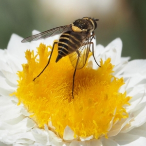 Australiphthiria hilaris at Acton, ACT - 2 Dec 2018