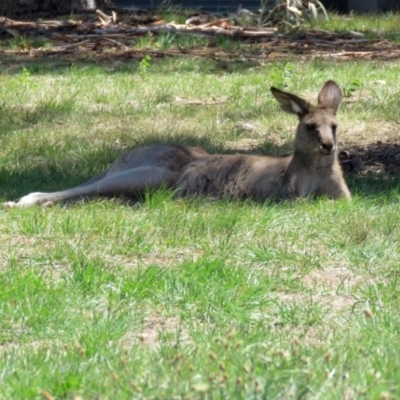 Macropus giganteus (Eastern Grey Kangaroo) at Kingston, ACT - 2 Dec 2018 by RodDeb