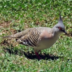 Ocyphaps lophotes (Crested Pigeon) at Jerrabomberra Wetlands - 2 Dec 2018 by RodDeb