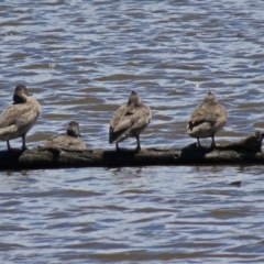 Stictonetta naevosa (Freckled Duck) at Fyshwick, ACT - 2 Dec 2018 by RodDeb