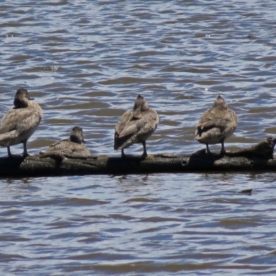 Stictonetta naevosa (Freckled Duck) at Jerrabomberra Wetlands - 2 Dec 2018 by RodDeb