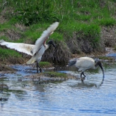 Threskiornis molucca (Australian White Ibis) at Fyshwick, ACT - 2 Dec 2018 by RodDeb