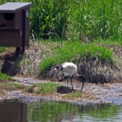 Threskiornis molucca at Fyshwick, ACT - 2 Dec 2018 02:25 PM