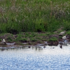 Threskiornis molucca at Fyshwick, ACT - 2 Dec 2018