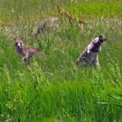 Macropus giganteus (Eastern Grey Kangaroo) at Fyshwick, ACT - 2 Dec 2018 by RodDeb