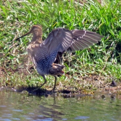 Gallinago hardwickii (Latham's Snipe) at Jerrabomberra Wetlands - 2 Dec 2018 by RodDeb