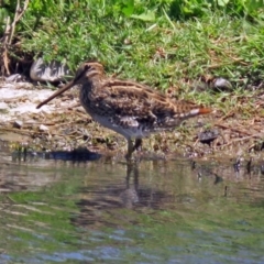 Gallinago hardwickii at Fyshwick, ACT - 2 Dec 2018 02:03 PM