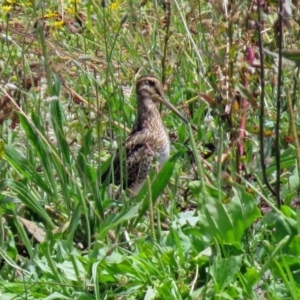 Gallinago hardwickii at Fyshwick, ACT - 2 Dec 2018