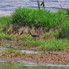 Gallinago hardwickii at Fyshwick, ACT - 2 Dec 2018 02:03 PM