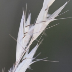 Rytidosperma sp. (Wallaby Grass) at Michelago, NSW - 1 Dec 2018 by Illilanga
