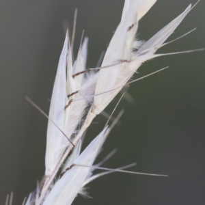 Rytidosperma sp. at Michelago, NSW - 1 Dec 2018 05:11 PM