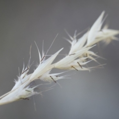 Rytidosperma sp. at Michelago, NSW - 1 Dec 2018 05:11 PM