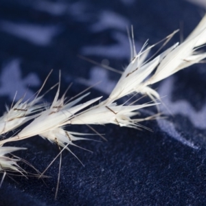 Rytidosperma sp. at Michelago, NSW - 1 Dec 2018 05:11 PM