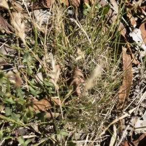 Rytidosperma sp. at Michelago, NSW - 1 Dec 2018