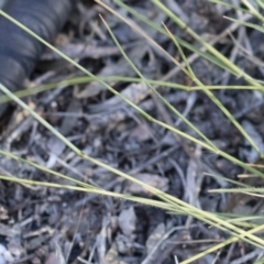 Rytidosperma sp. at Michelago, NSW - 1 Dec 2018 05:11 PM