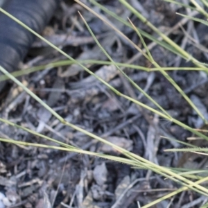 Rytidosperma sp. at Michelago, NSW - 1 Dec 2018 05:11 PM