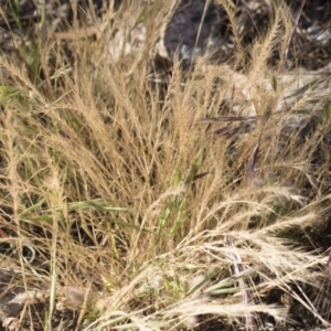 Vulpia bromoides at Michelago, NSW - 1 Dec 2018