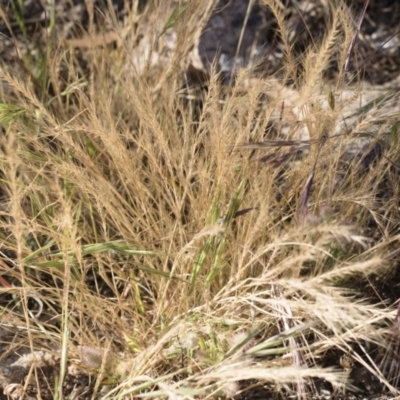 Vulpia bromoides (Squirrel-tail Fescue, Hair Grass) at Illilanga & Baroona - 1 Dec 2018 by Illilanga