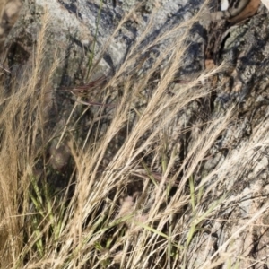 Vulpia bromoides at Michelago, NSW - 1 Dec 2018