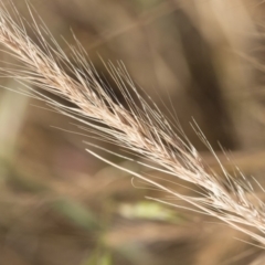 Vulpia bromoides at Michelago, NSW - 1 Dec 2018