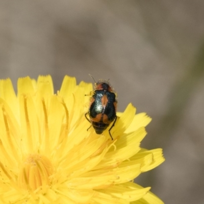 Dicranolaius villosus (Melyrid flower beetle) at Michelago, NSW - 25 Nov 2018 by Illilanga