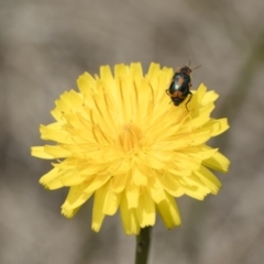 Dicranolaius villosus at Michelago, NSW - 25 Nov 2018